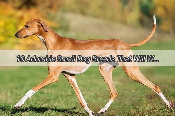 10 Adorable Small Dog Breeds That Will Win Your Heart